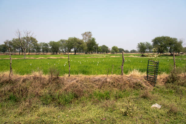 Land