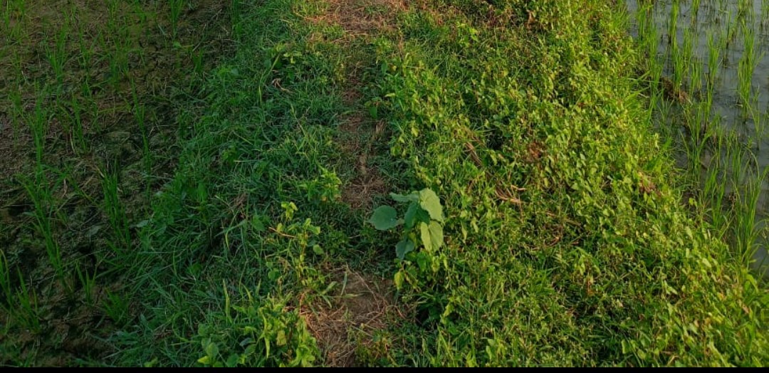 लखीसराय जिले के दामोदरपुर में 12 लाख प्रति कट्ठा मूल्य पर भूमि बिक्री