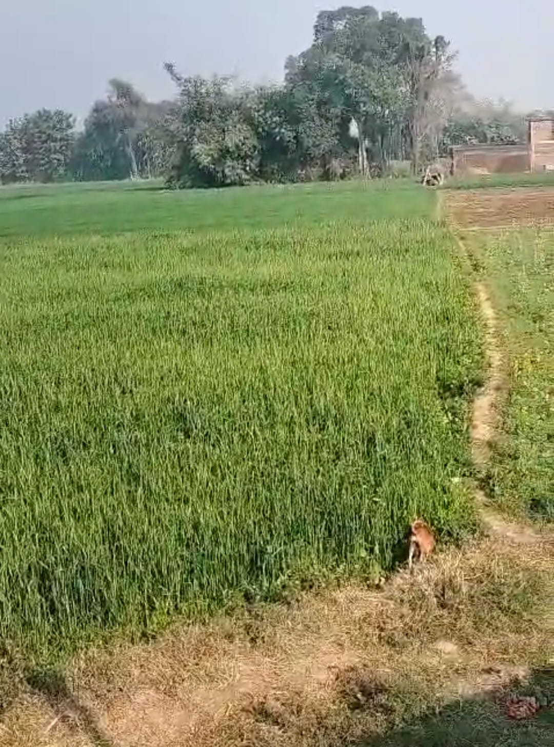 Land