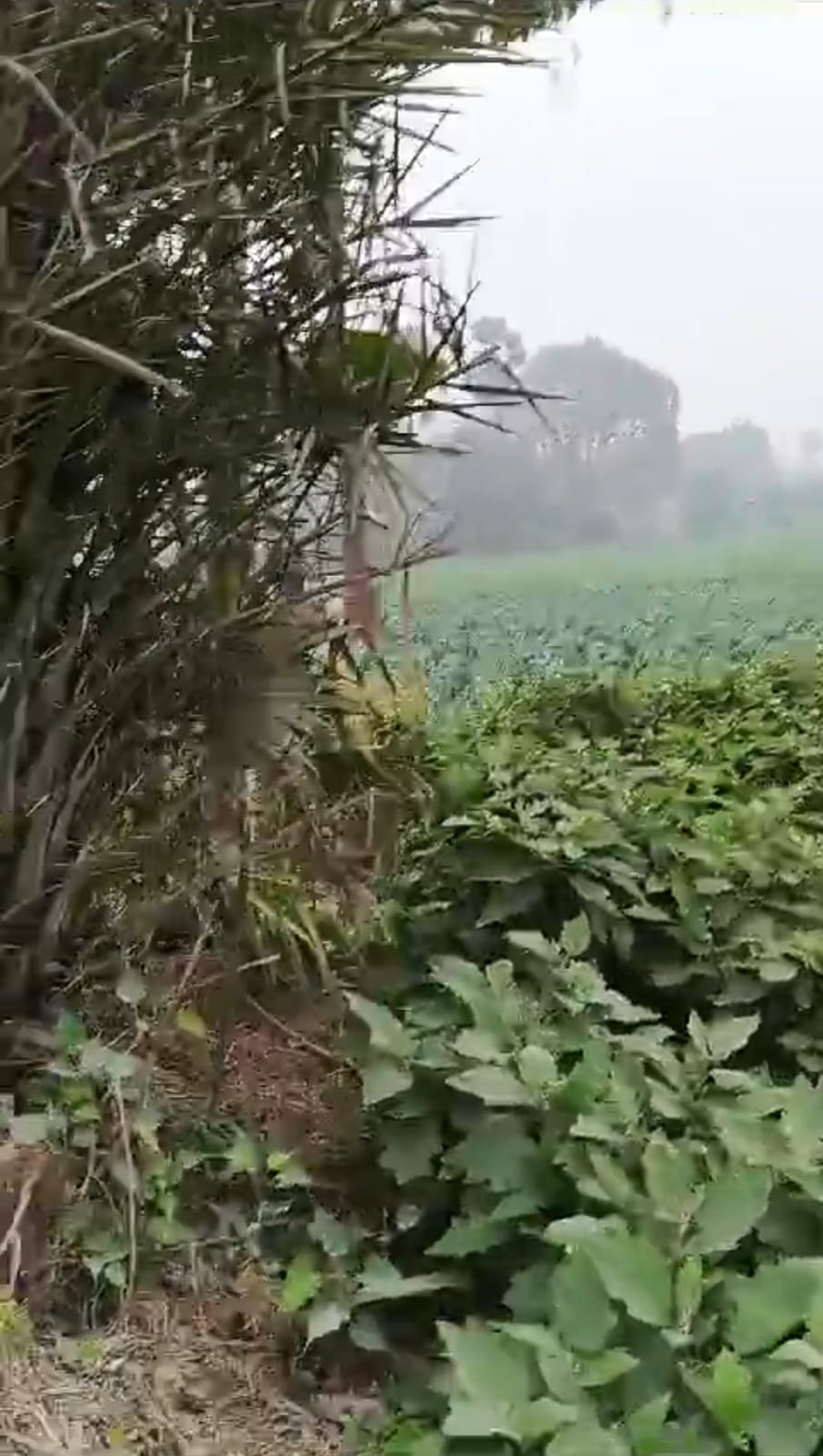 Land