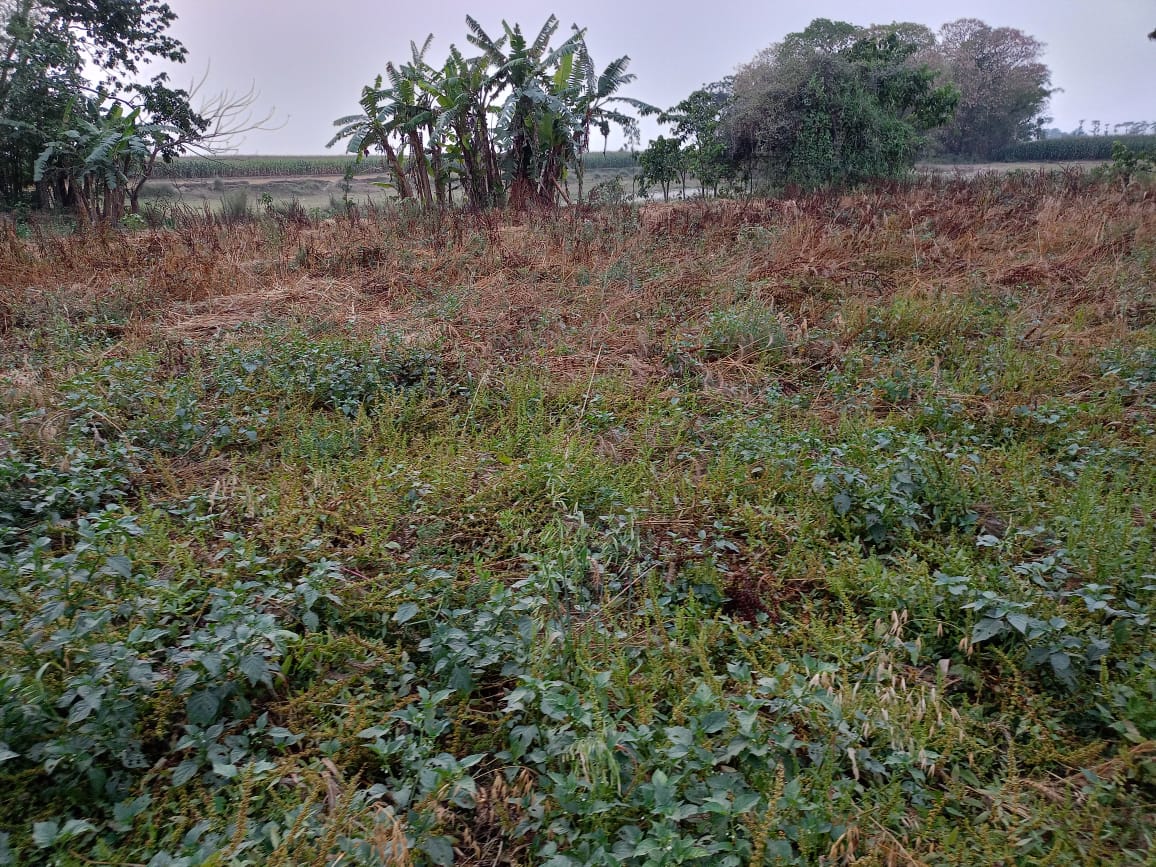 Land