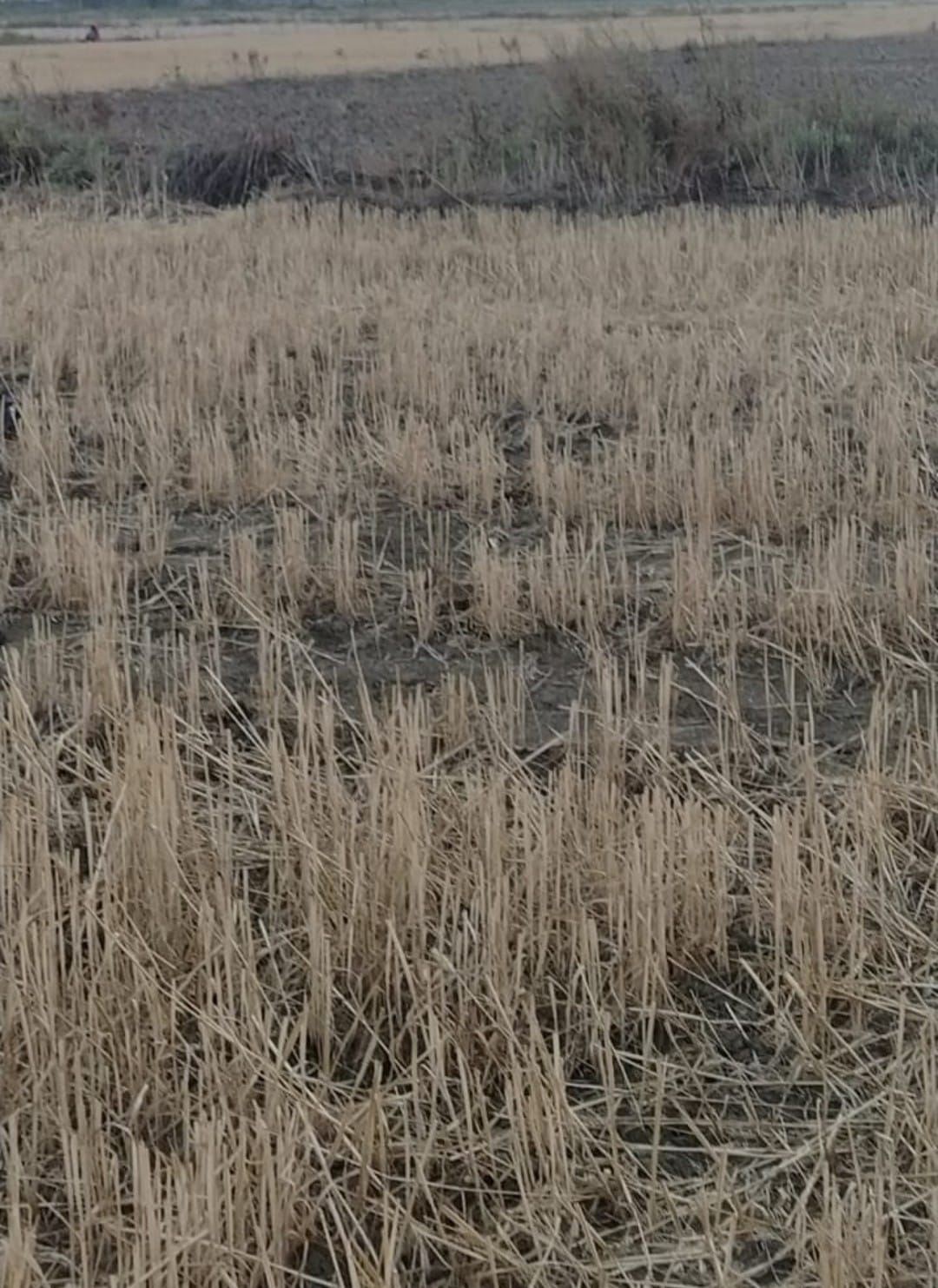 रोहतास जिले के सासाराम ,भैरवा,  में 4.5 लाख प्रति डिसमिल की दर से ज़मीन बिक्री के लिए उपलब्ध