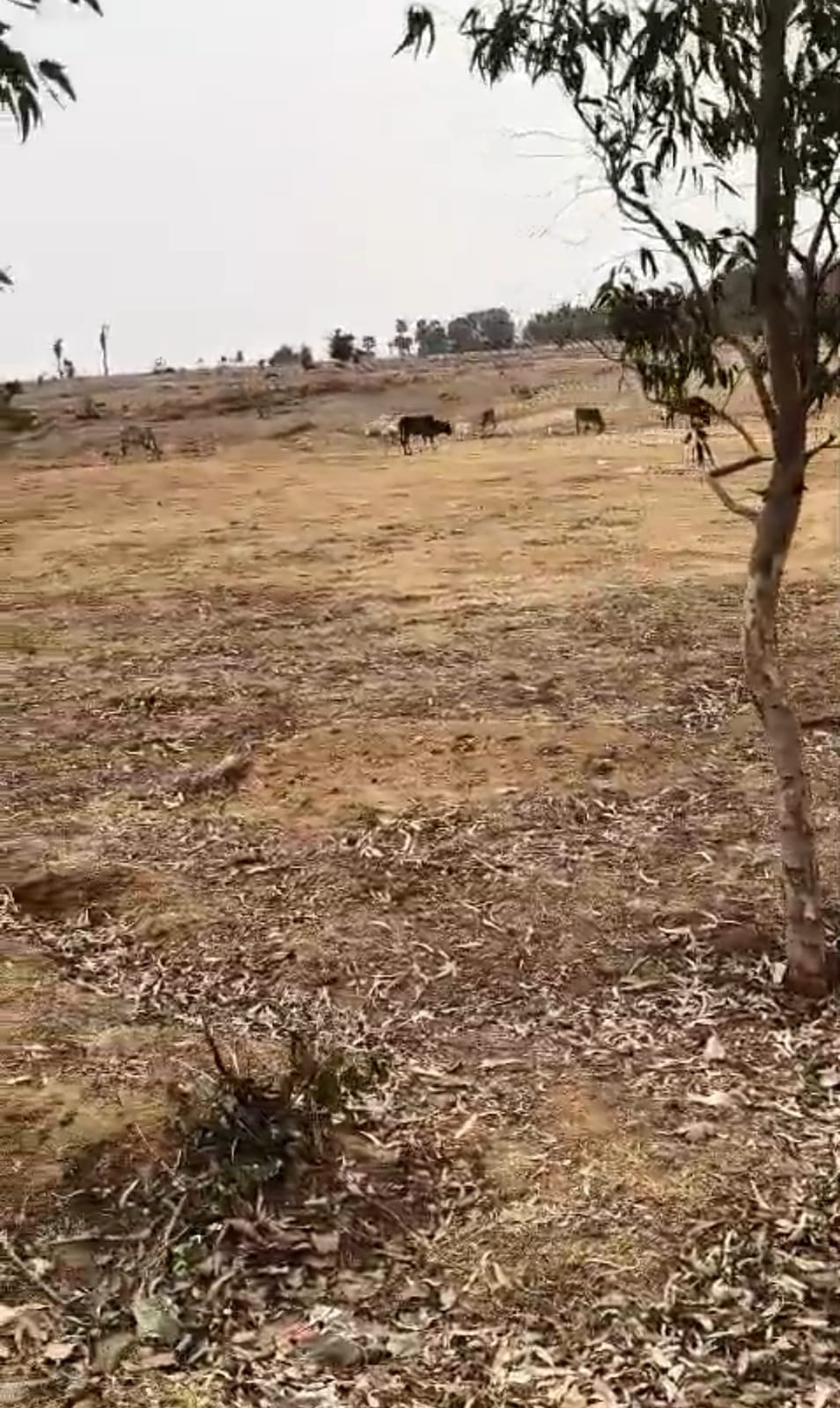 जिला बांका के ककवारा और लोधम में खेती योग्य ज़मीन मात्र ₹10 लाख प्रति एकड़ में बिक्री हेतु उपलब्ध