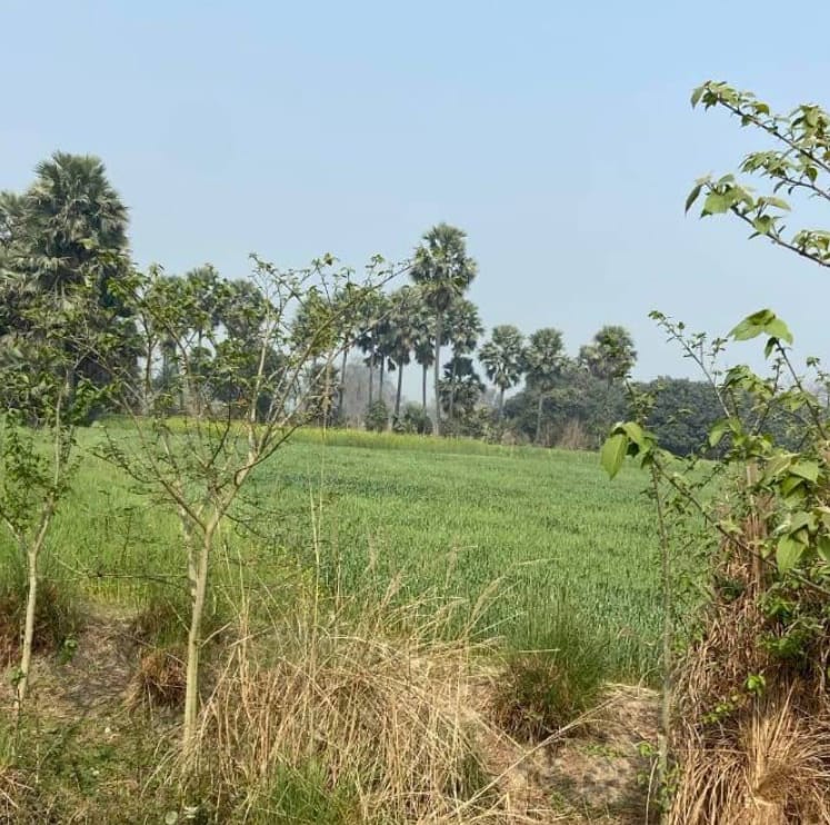Land