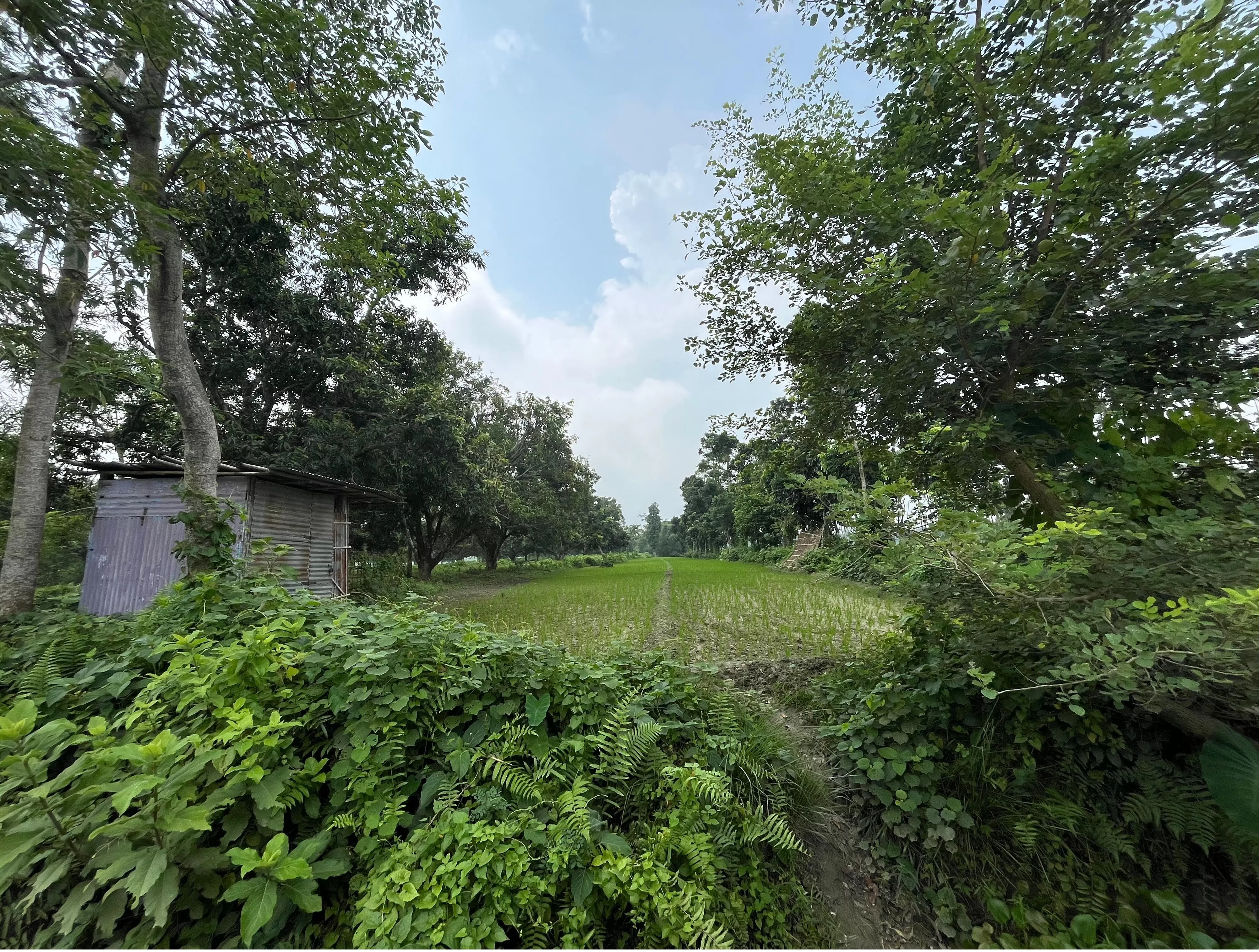 पुर्णिया के कृत्यानंद नगर, कोहबारा में प्लॉट बिक्री के लिए केवल ₹3 लाख प्रति डिसमिल