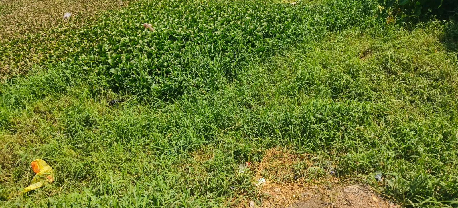 Land